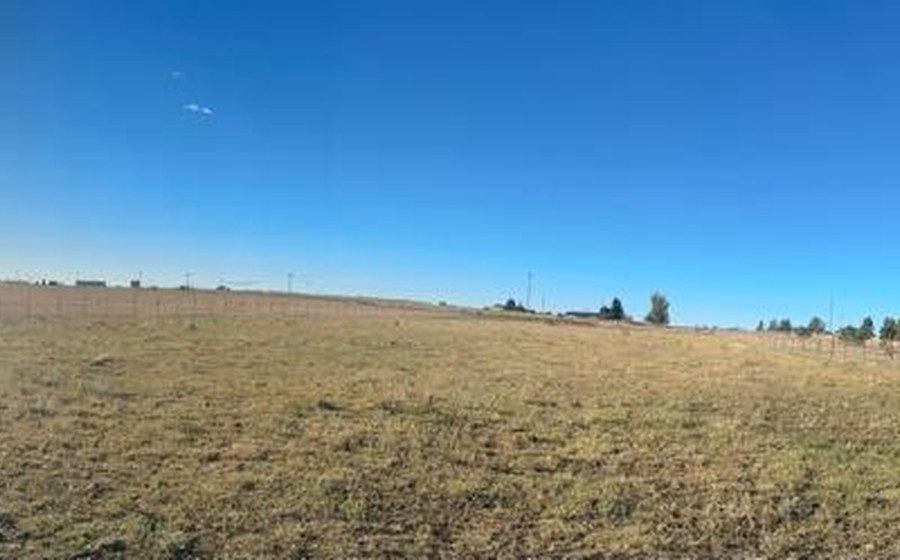 Mature trees providing natural shade over the pasture